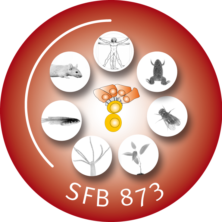 SFB 873